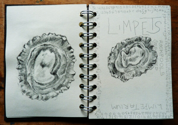 Limpets